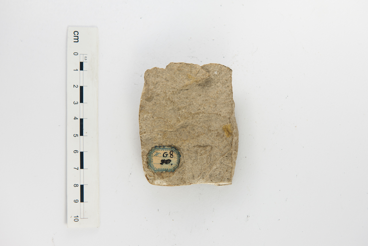 Fossile (foraminiferi, associazione fossile)