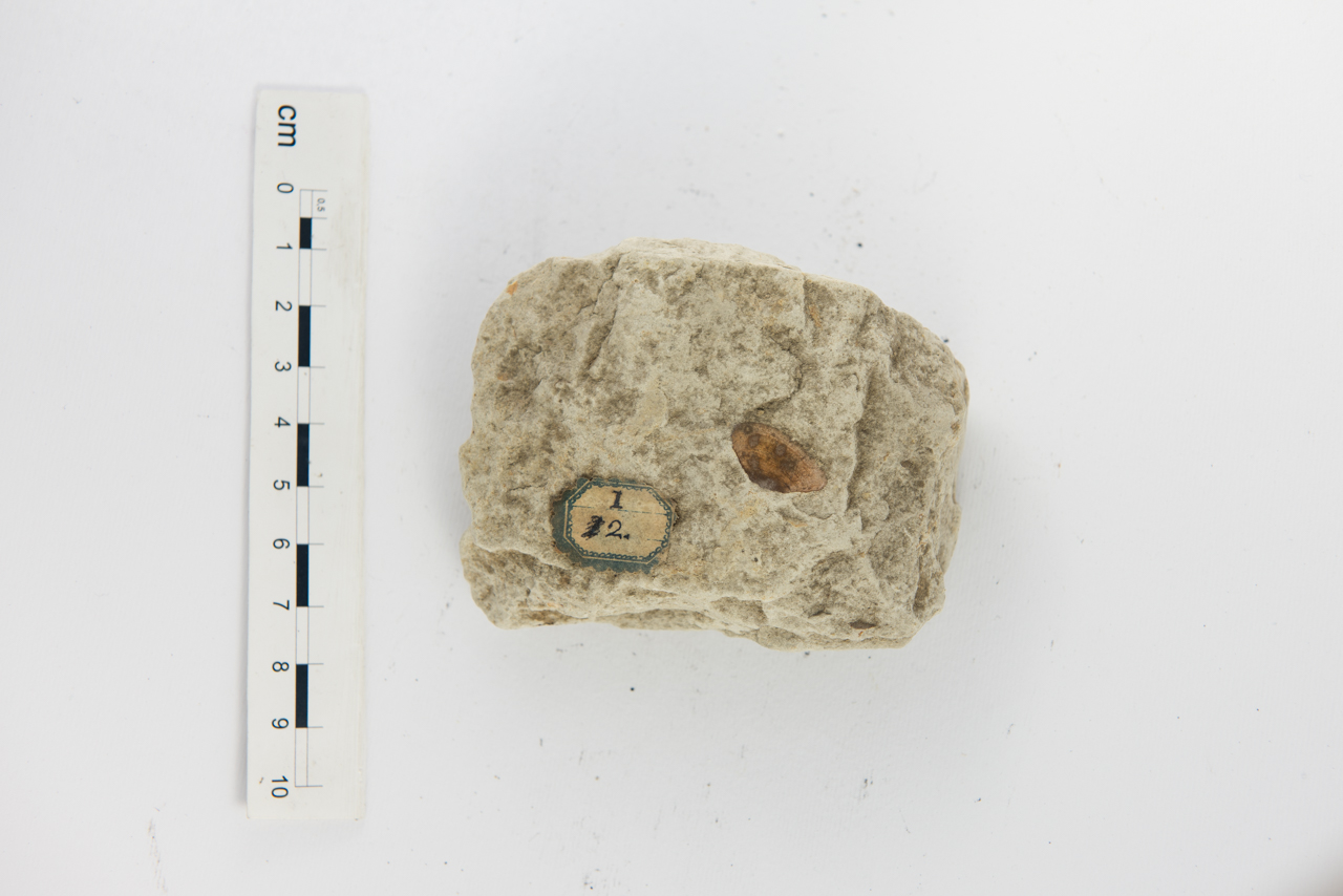 Fossile (invertebrato, mollusco, esemplare)