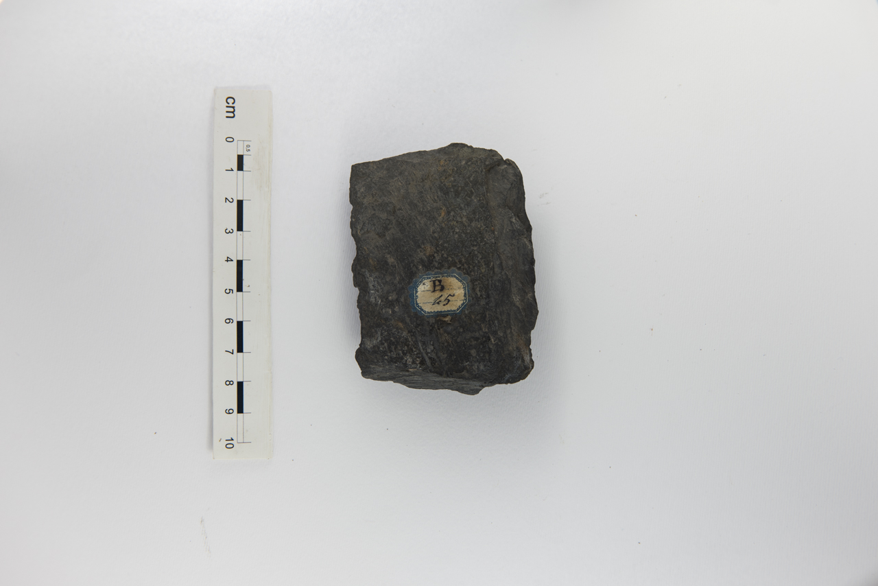 Fossile (indeterminato, esemplare)
