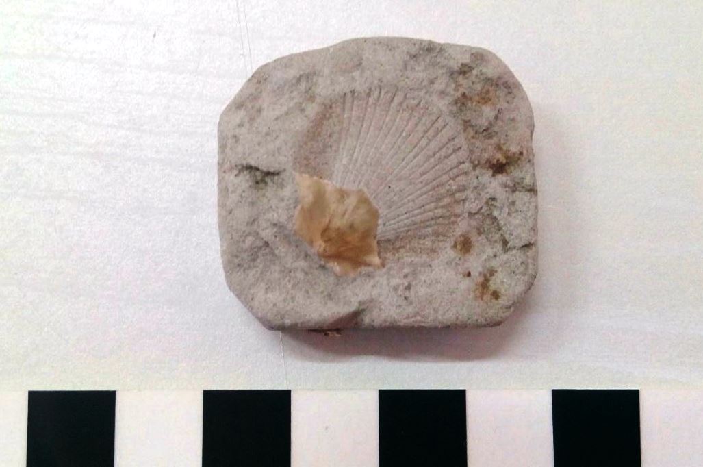 Fossile (invertebrato, mollusco, esemplare)