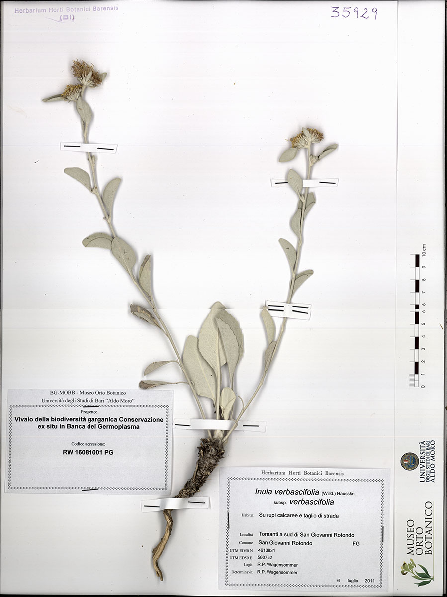 Inula verbascifolia (Willd.) Hausskn. subsp. verbascifolia - campione (06/07/2011)