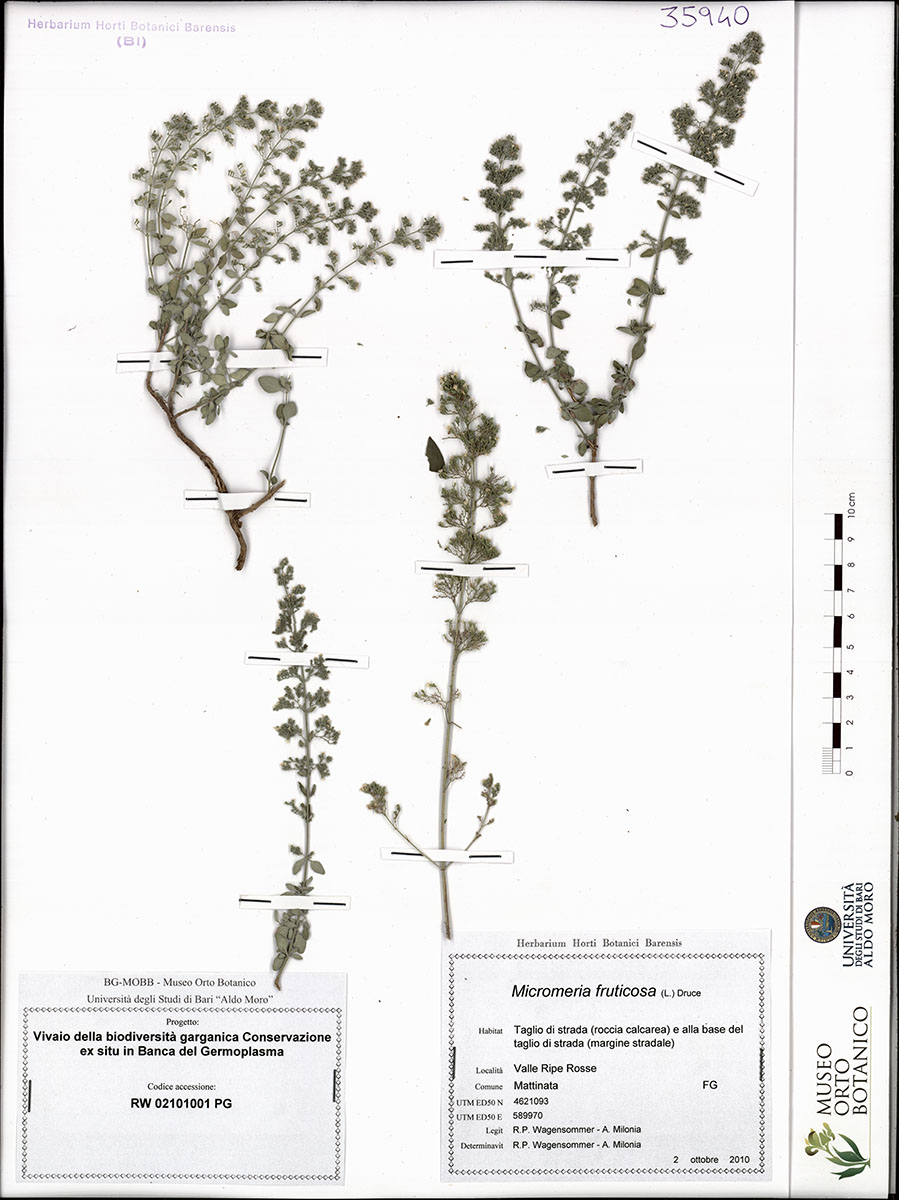 Micromeria fruticosa (L.) Druce - campione (02/10/2010)