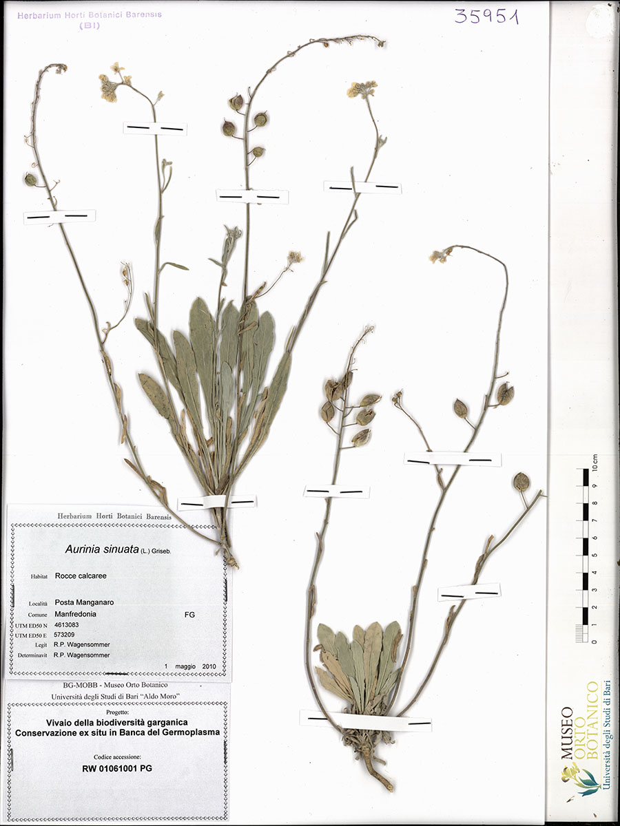 Aurinia sinuata (L.) Griseb - campione (01/05/2010)
