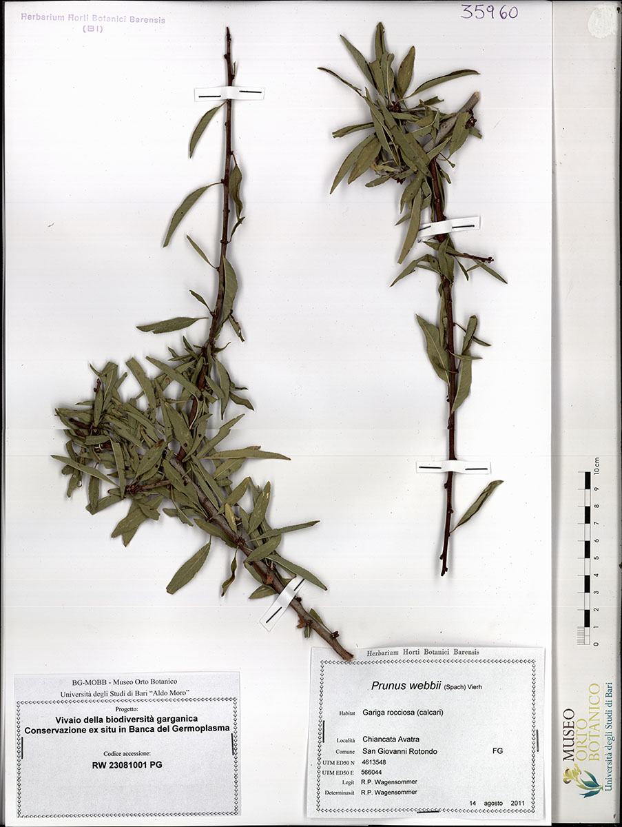 Prunus webbii (Spach) Vierh - campione (14/08/2011)