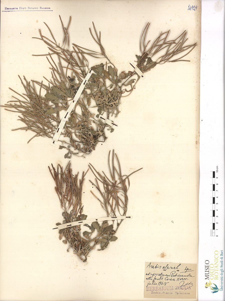 Arabis alpina L. var. alpina - campione (01/07/1948)