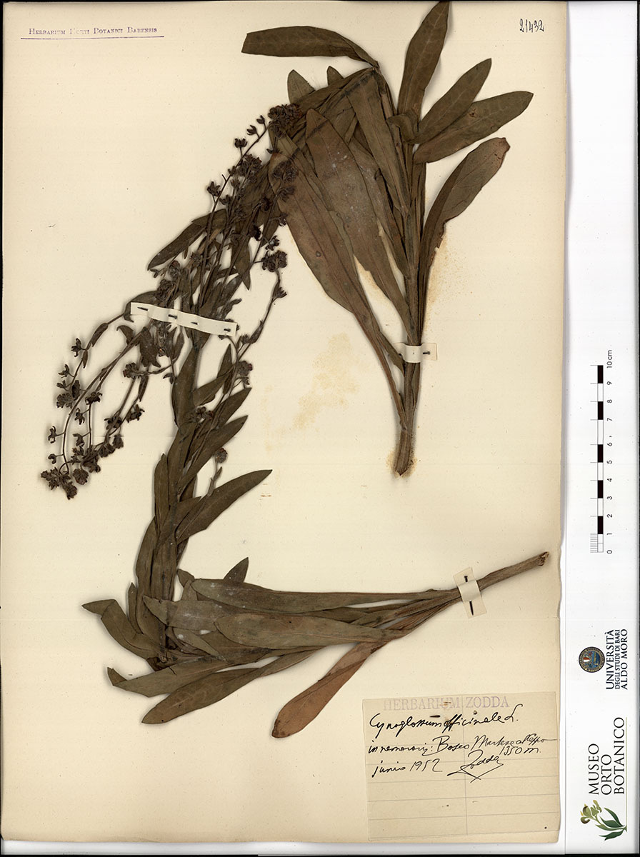 Cynoglossum officinale L - campione (01/06/1952)