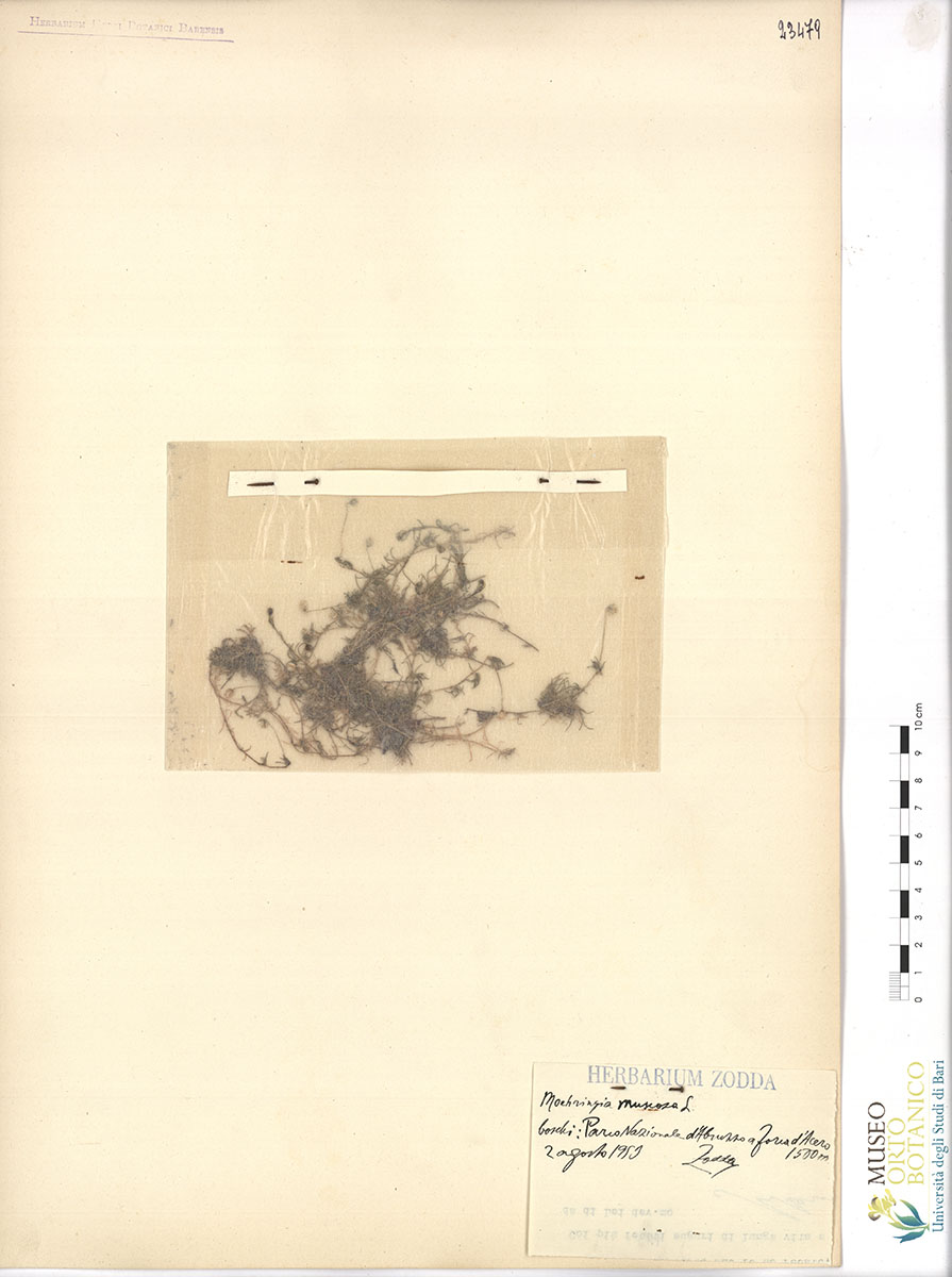 Moehringia muscosa L - campione (02/08/1953)