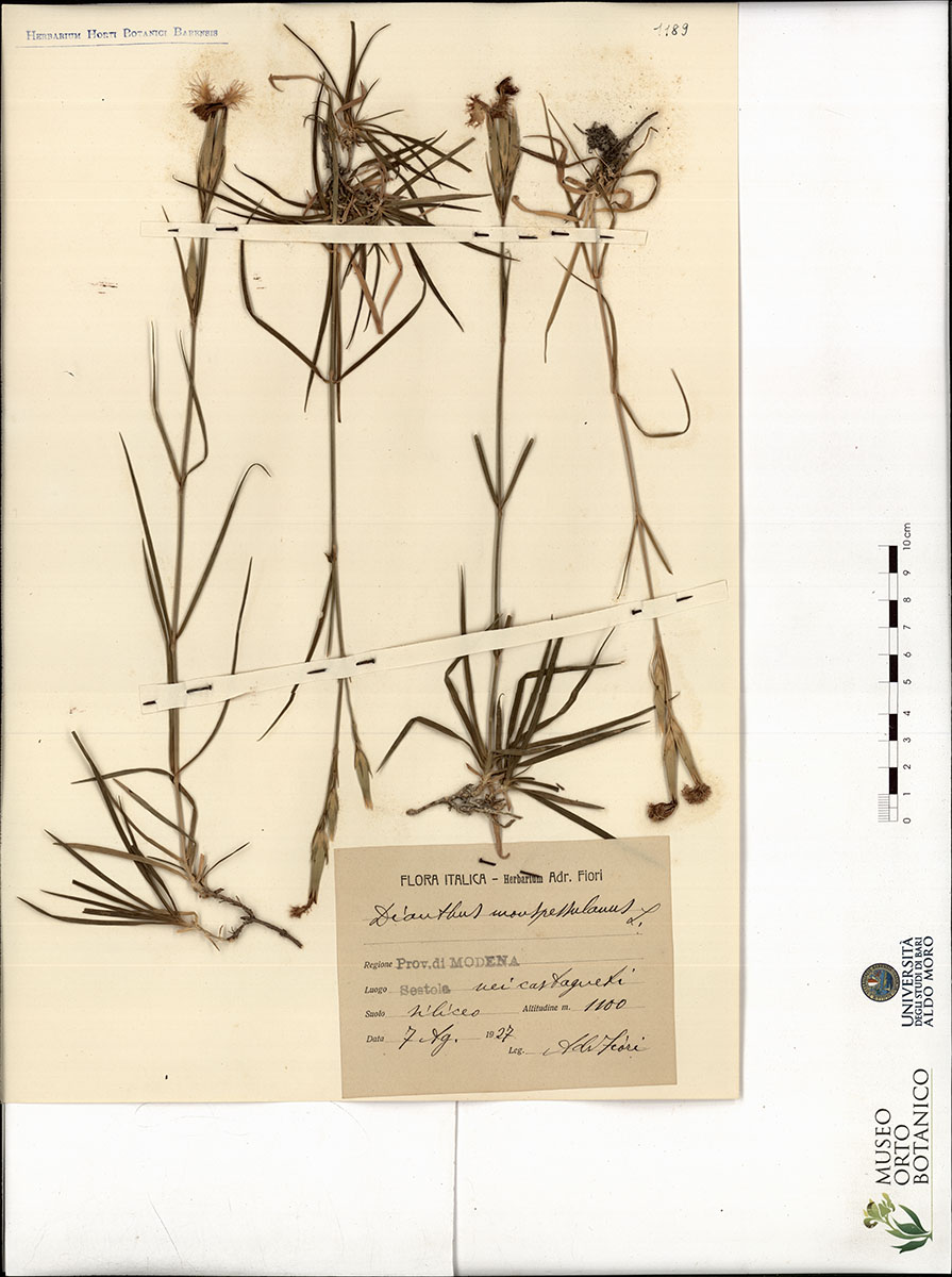 Dianthus mospessulanus L - campione