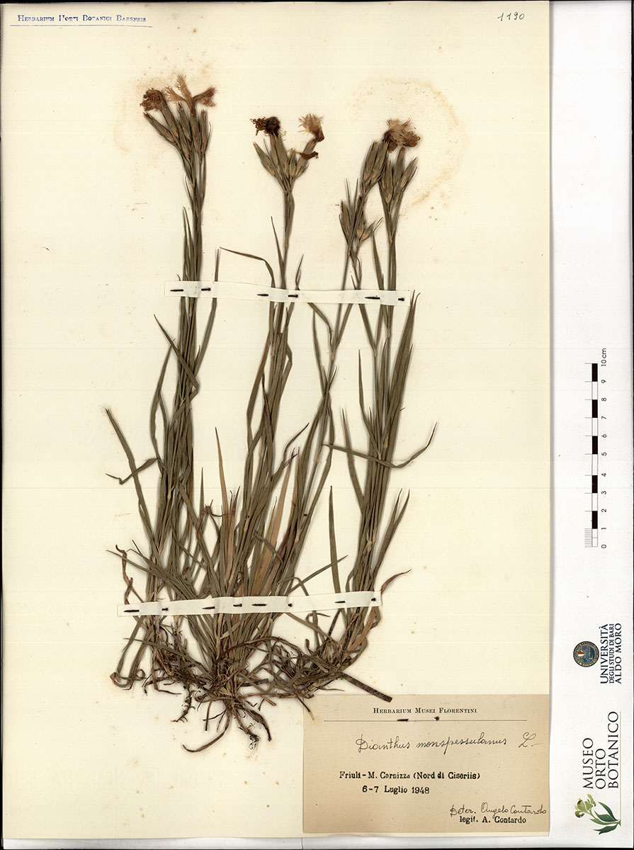 Dianthus mospessulanus L - campione