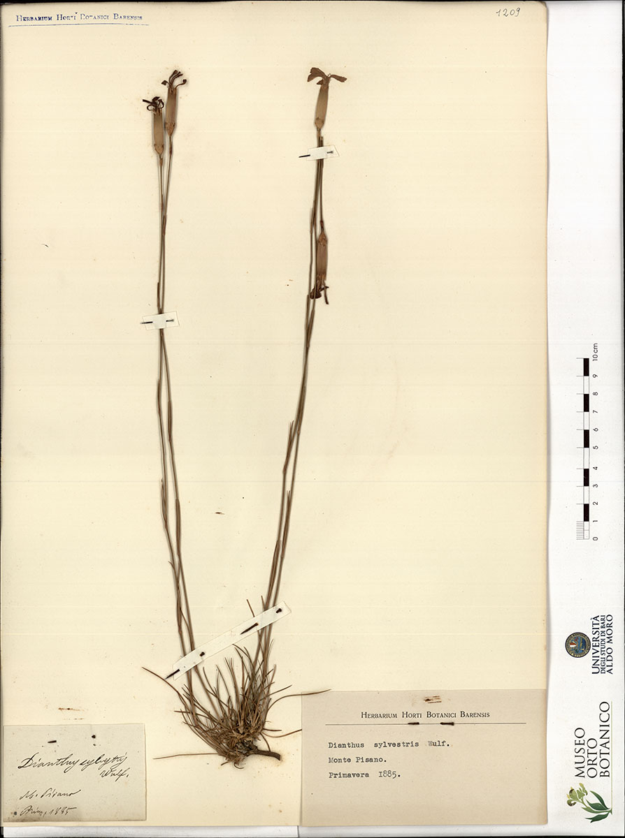 Dianthus sylvestris Wulf - campione