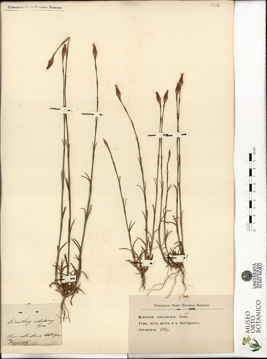 Dianthus velutinus Guss - campione