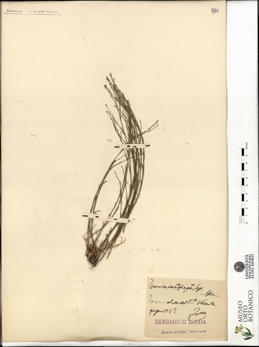 Tunica prolifera Scop - campione