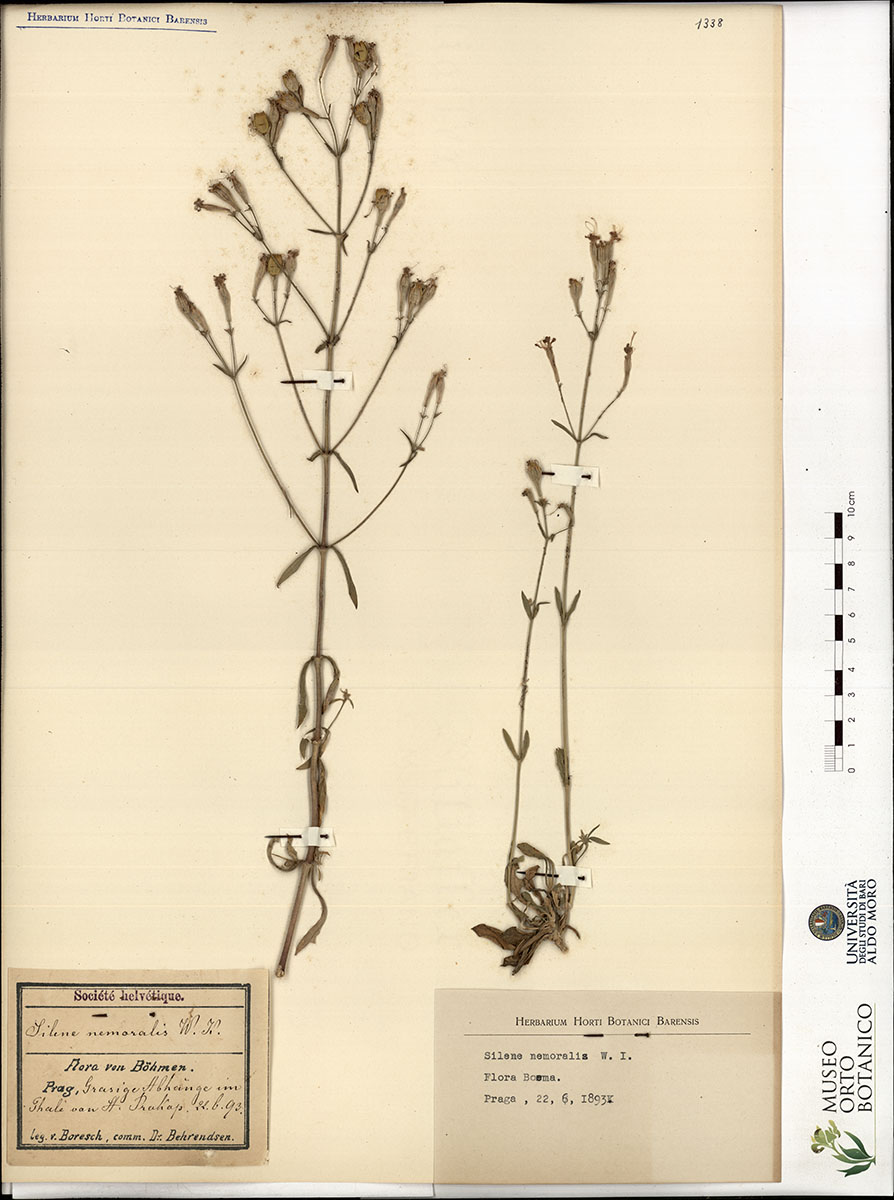 Silene nemoralis W.I - campione