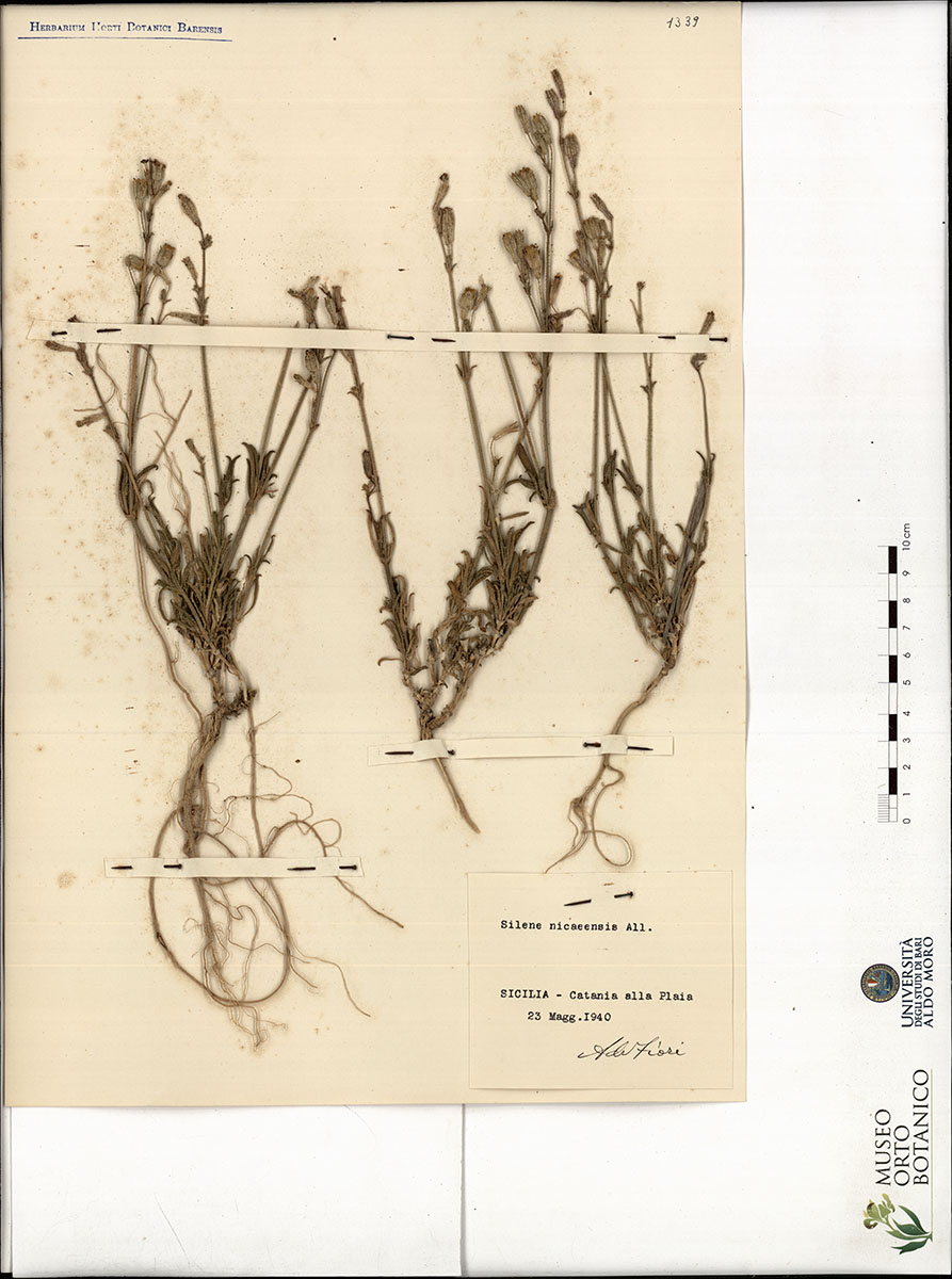 Silene nicaeensis All - campione