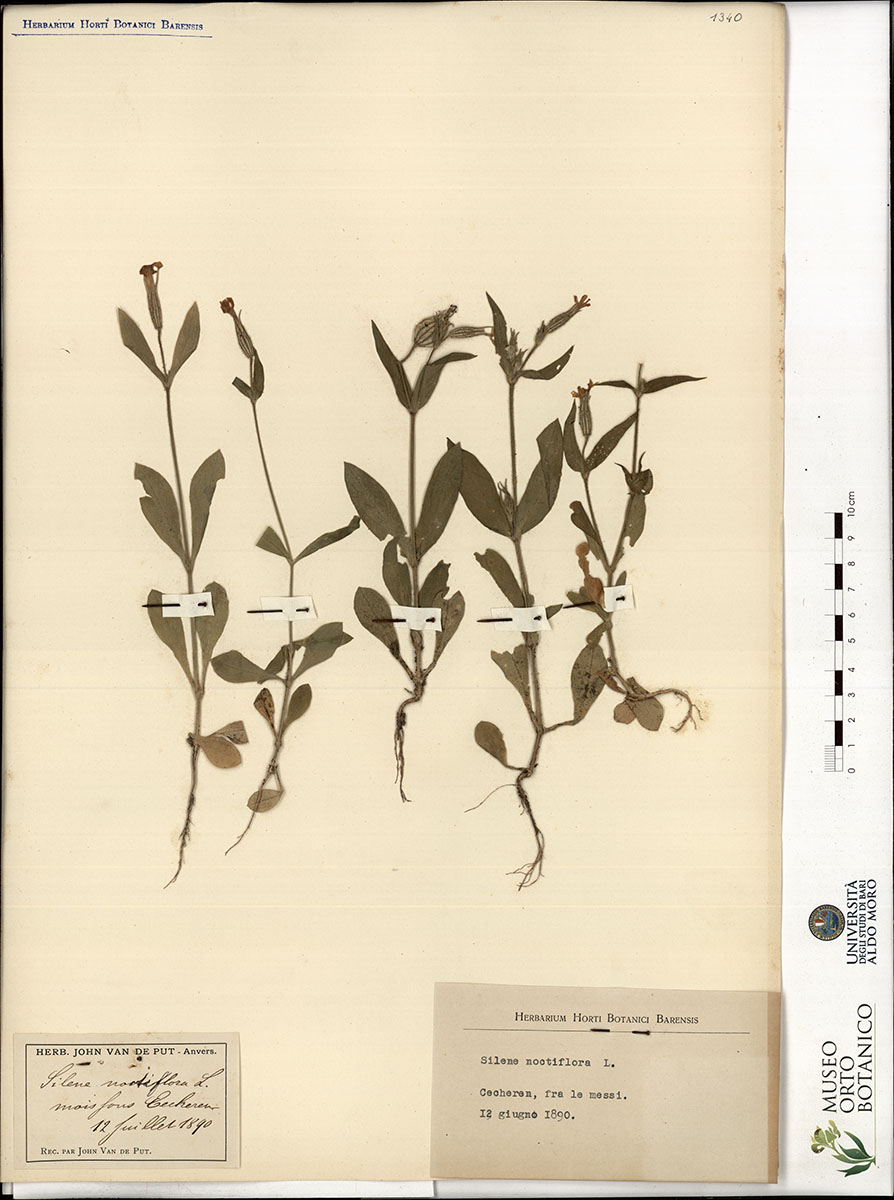 Silene noctiflora L - campione