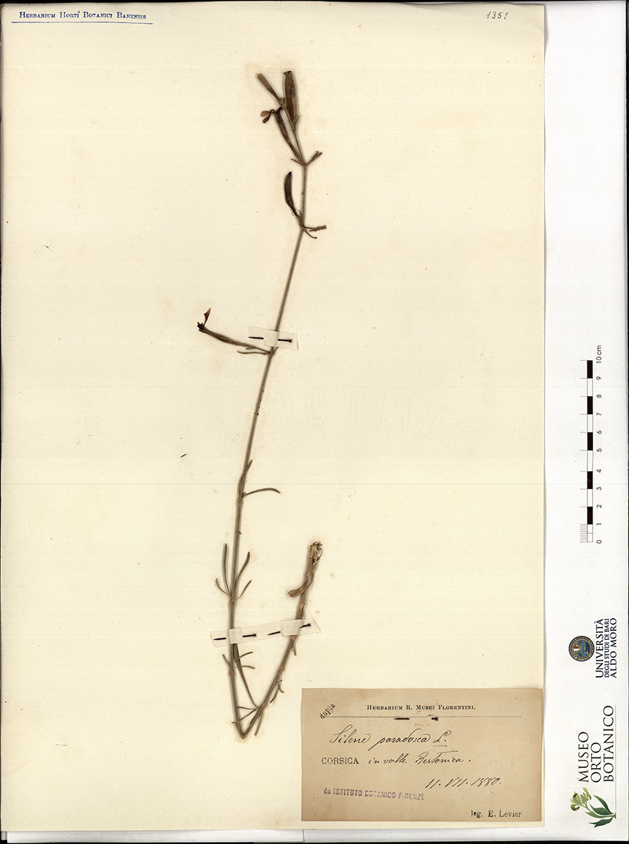 Silene paradoxa L - campione