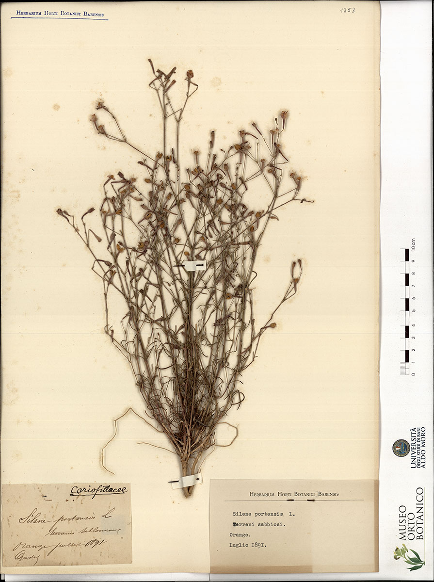 Silene portensis L - campione