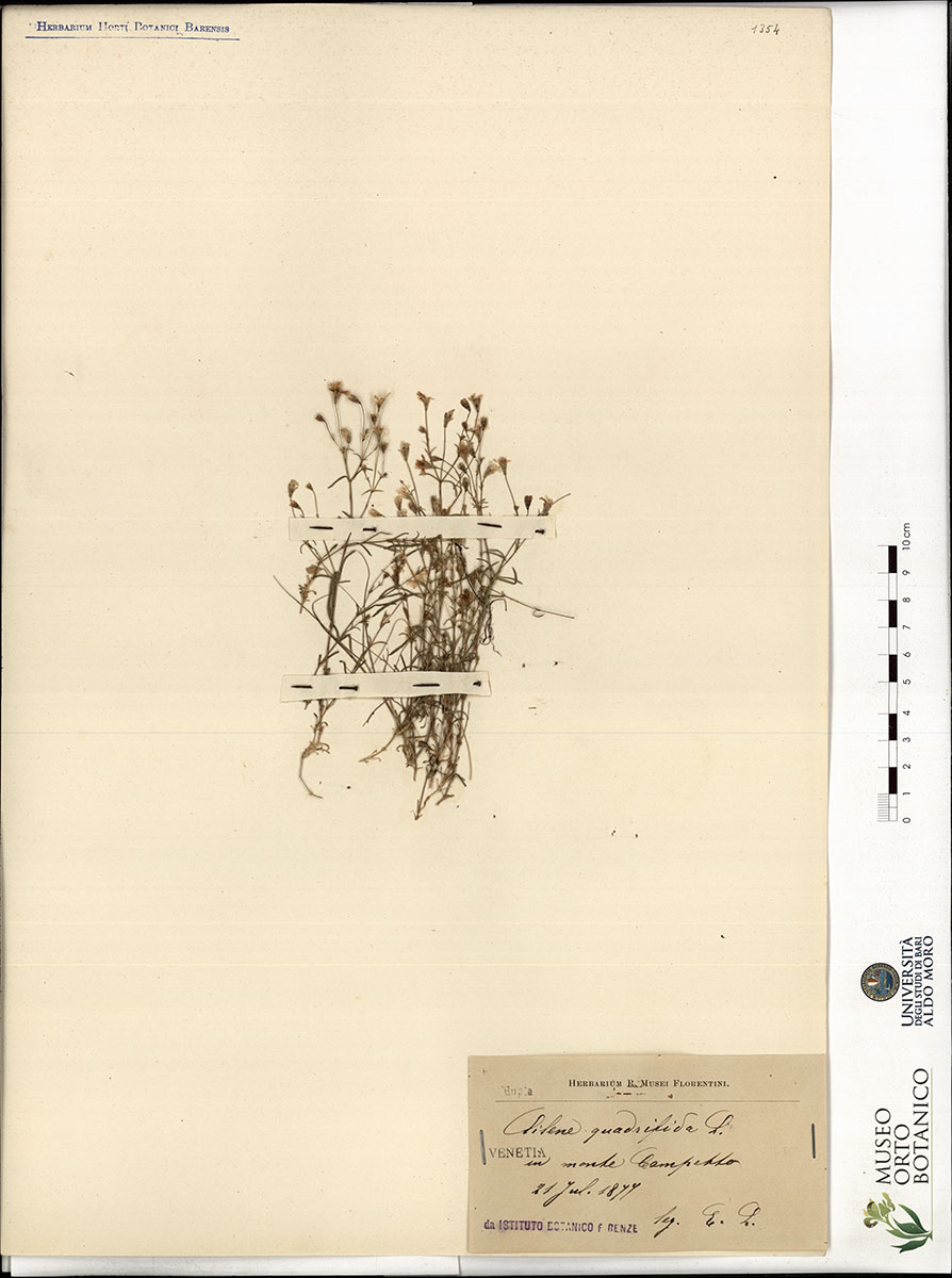 Silene quadrifida L - campione