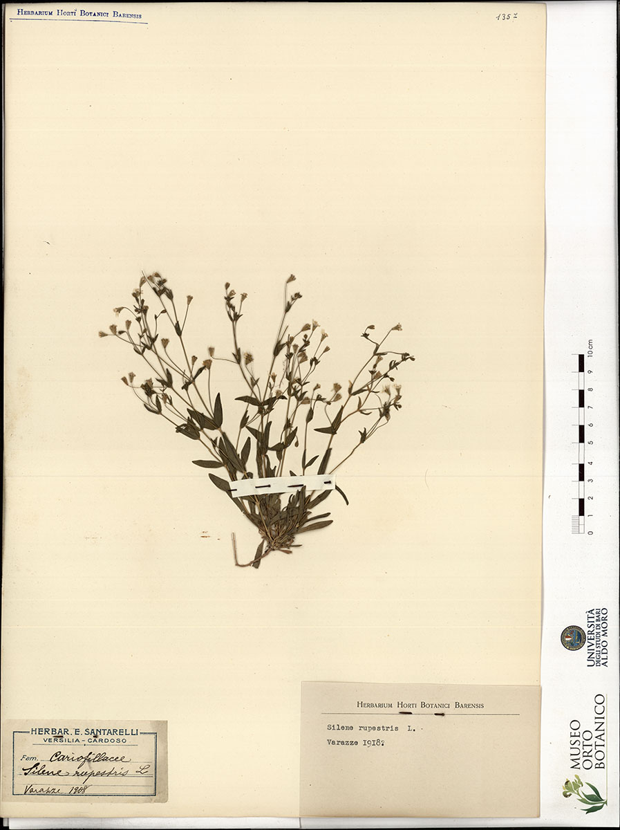 Silene rupestris L - campione