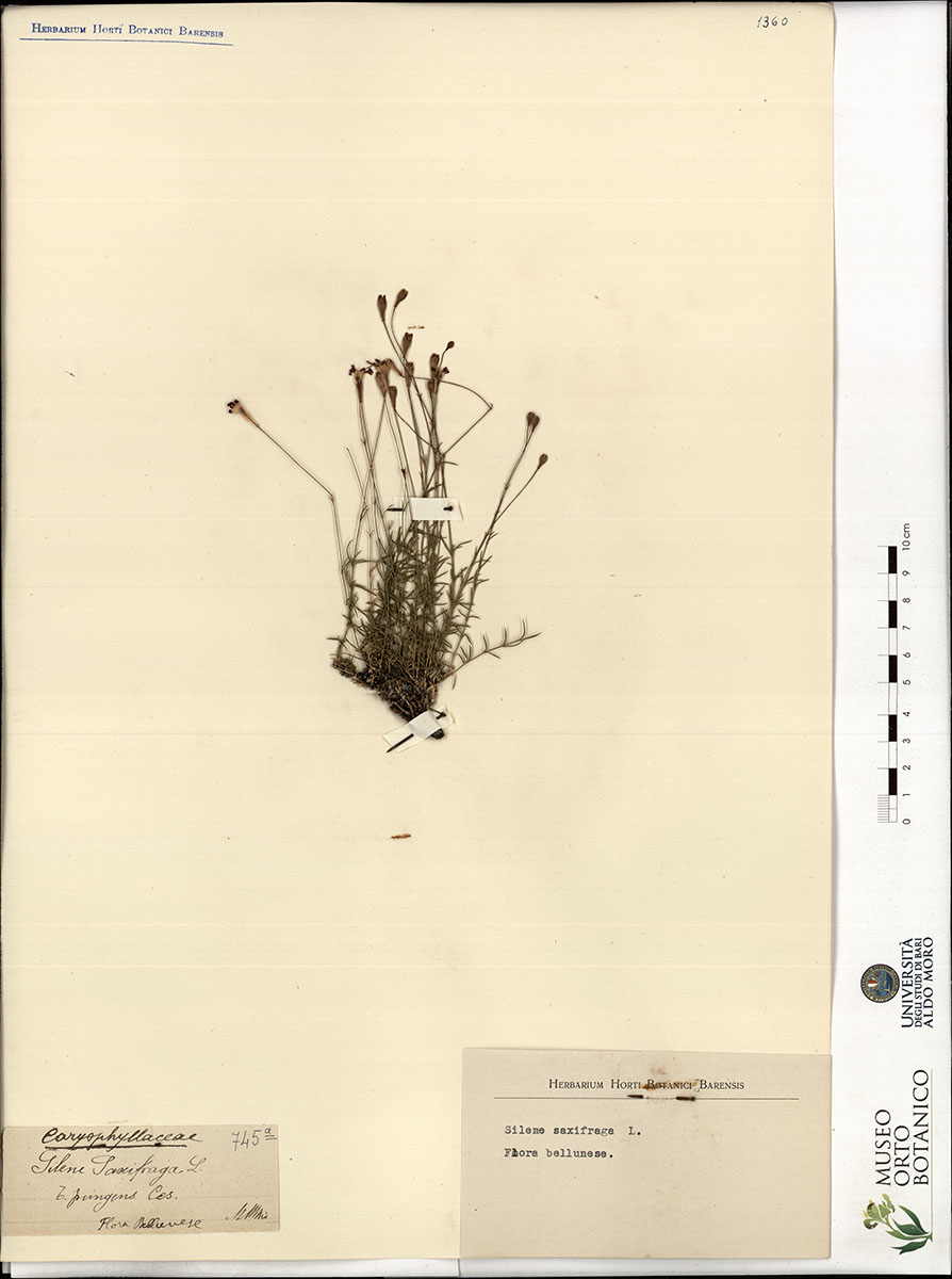 Silene saxifraga L - campione