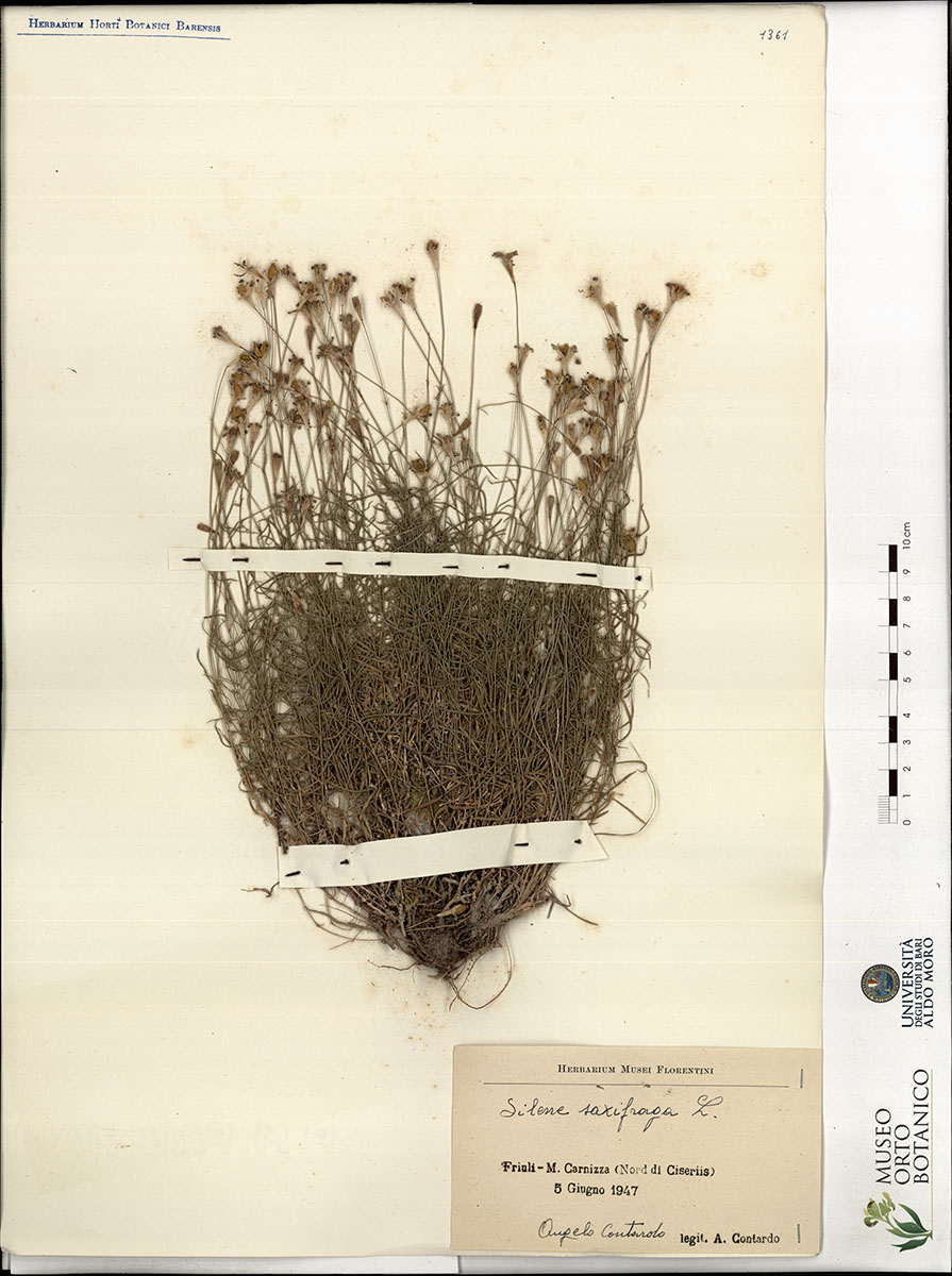 Silene saxifraga L - campione