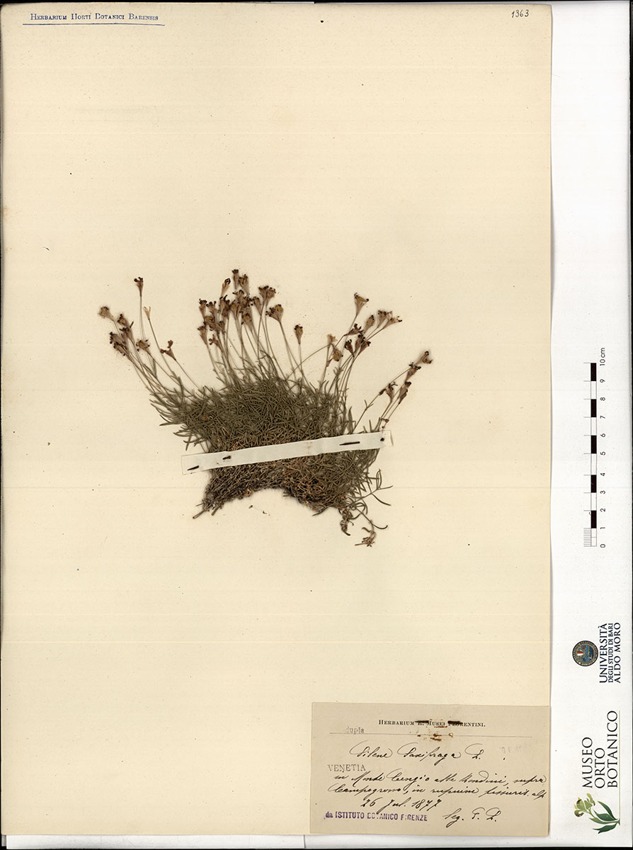 Silene saxifraga L - campione