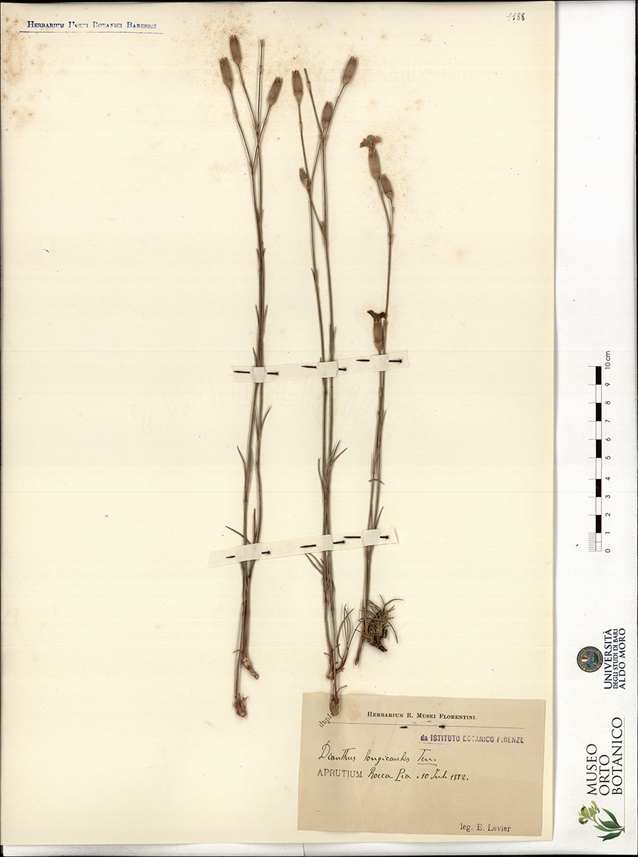 Dianthus longicaulis Ten - campione