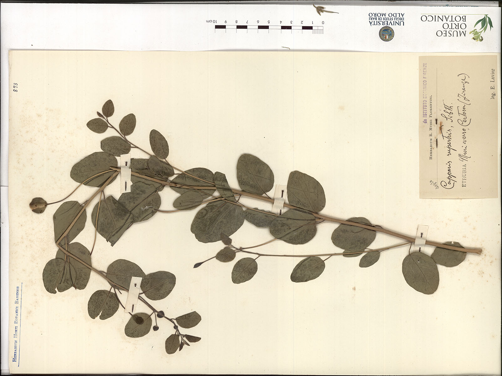 Capparis rupestris Sibith - campione