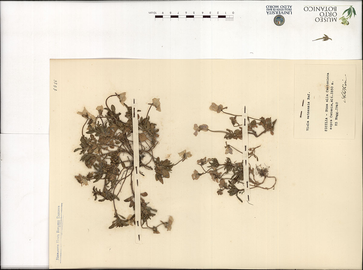 Viola aetnensis Raf - campione