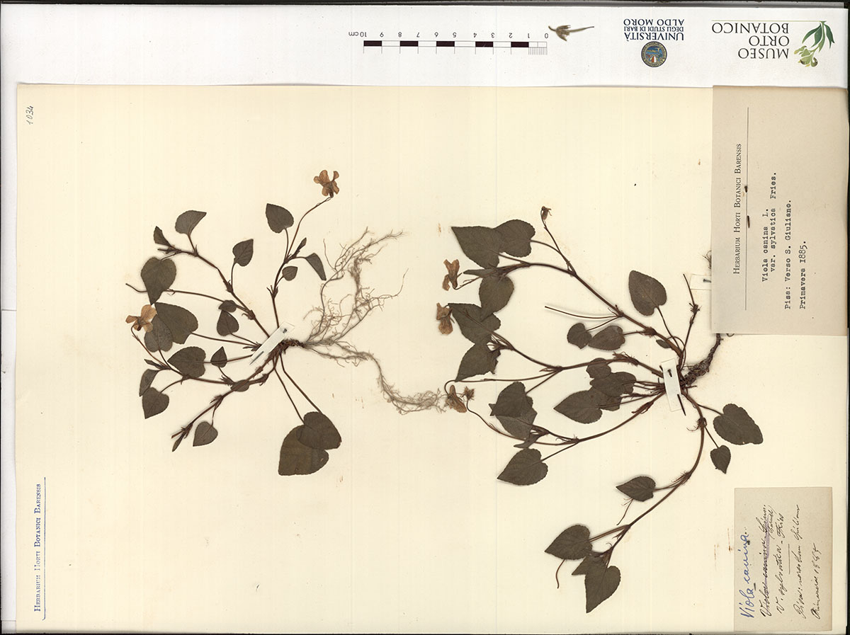 Viola canina L. var. sylvatica Fries - campione