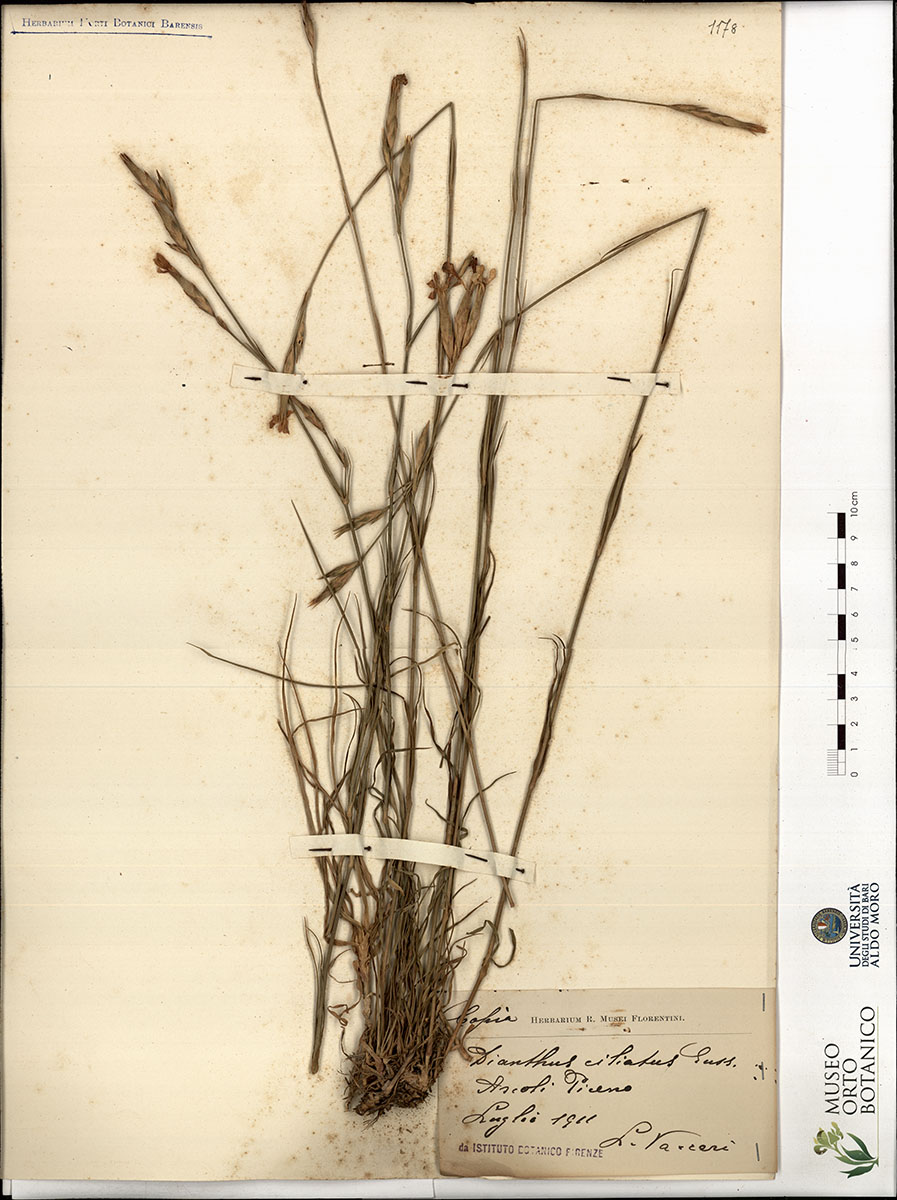 Dianthus ciliatus Guss - campione