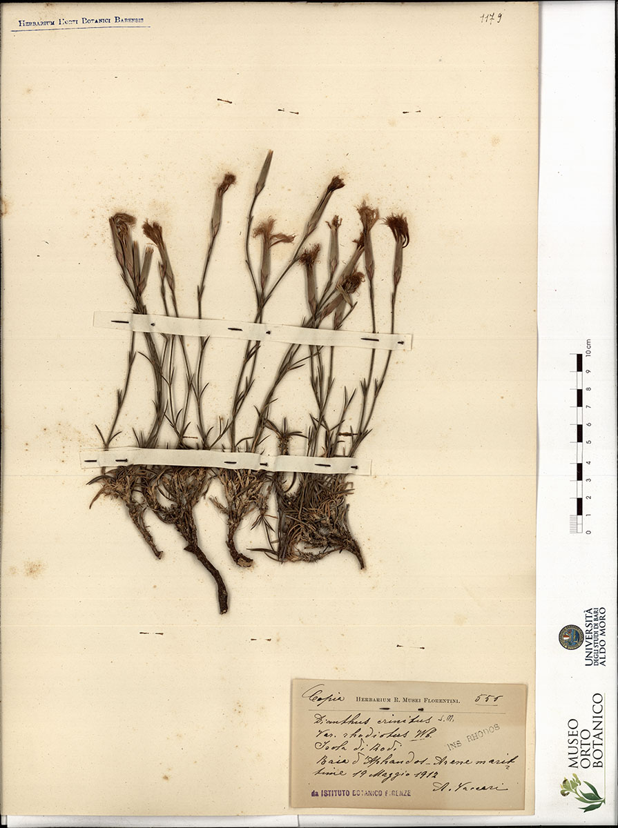 Dianthus crinitus S.M - campione