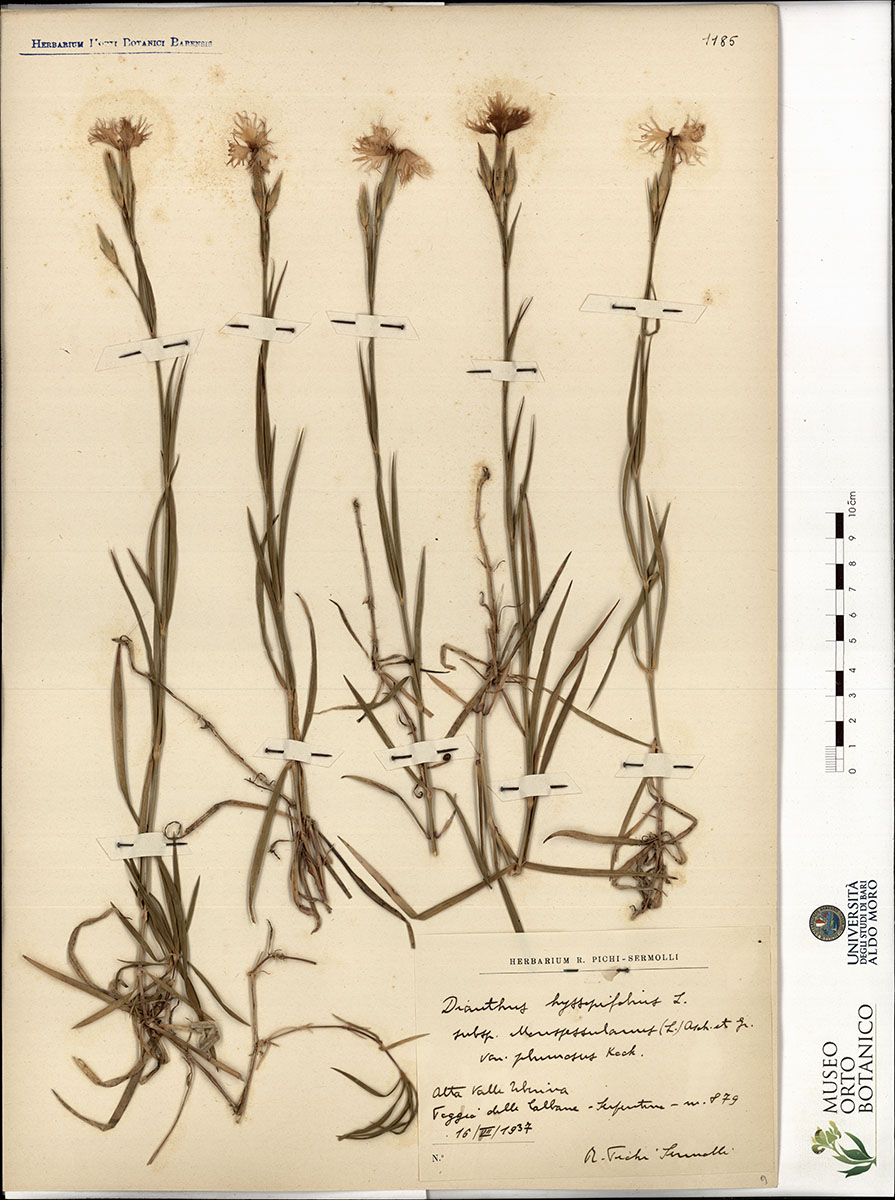 Dianthus hyssopifolius L - campione