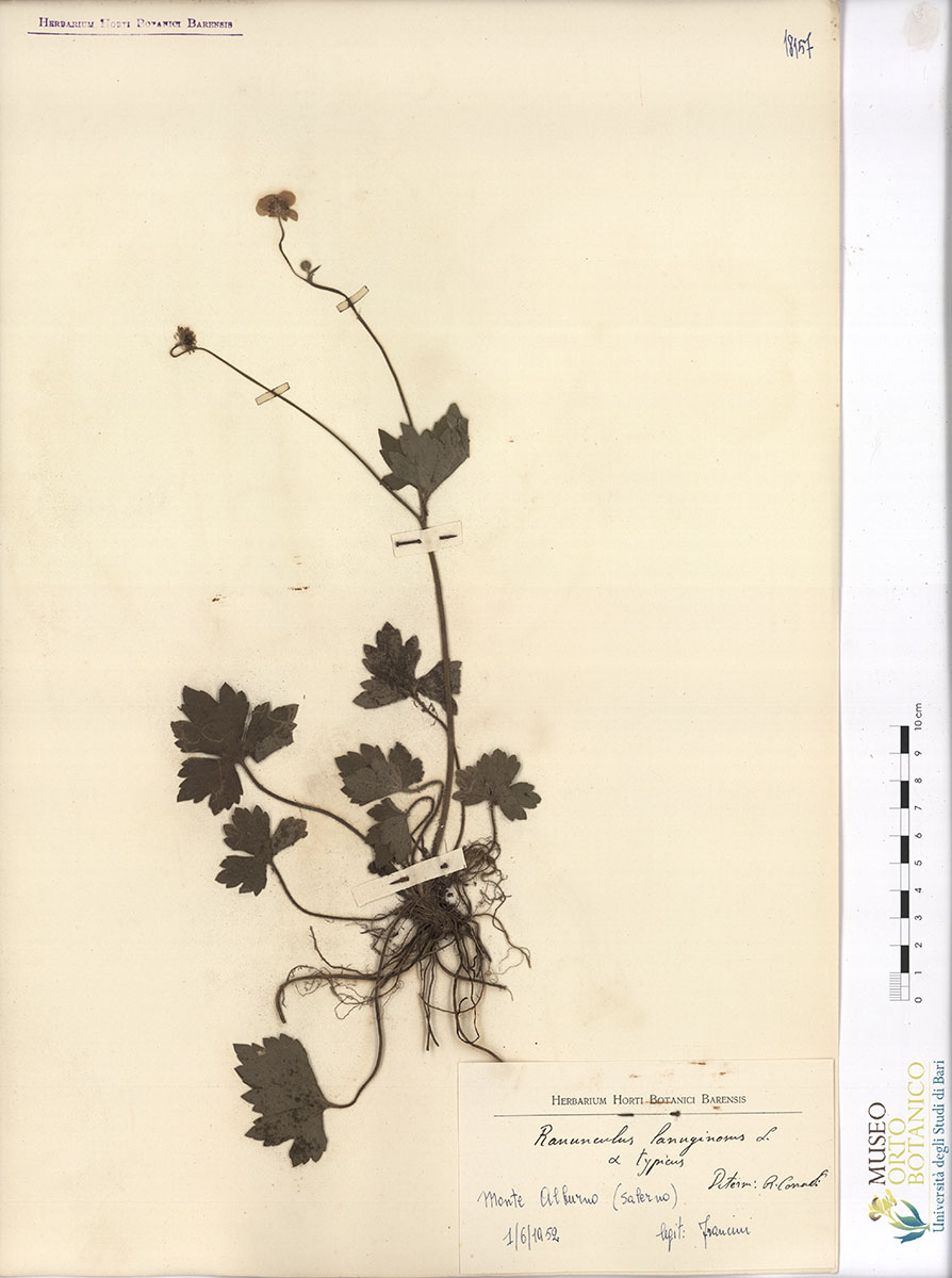 Ranunculus lanuginosus L. α typicus - campione (01/06/1952)