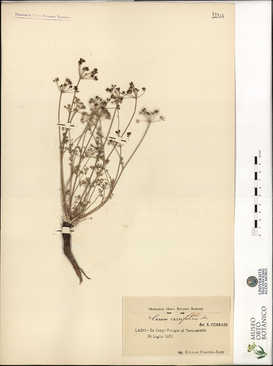 Carum carvifolium Arc - campione