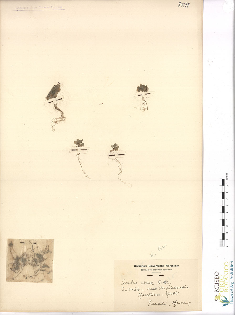 Arabis verna R. Br - campione (06/04/1936)