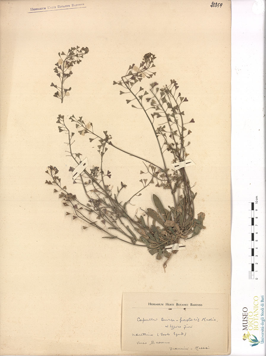 Capsella bursa-pastoris Medic. Α typica Fiori - campione