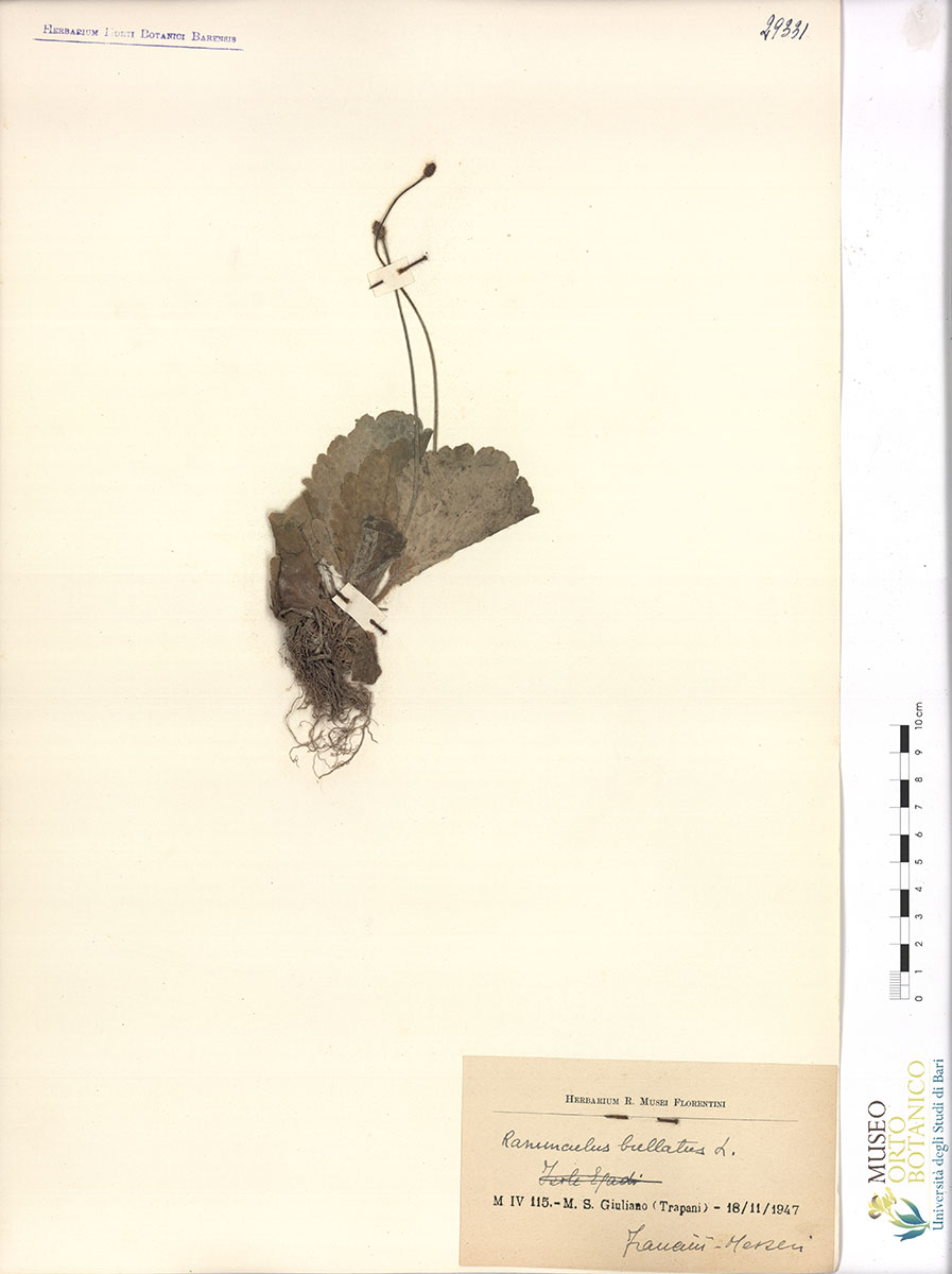 Ranunculus bullatus L - campione (18/11/1947)