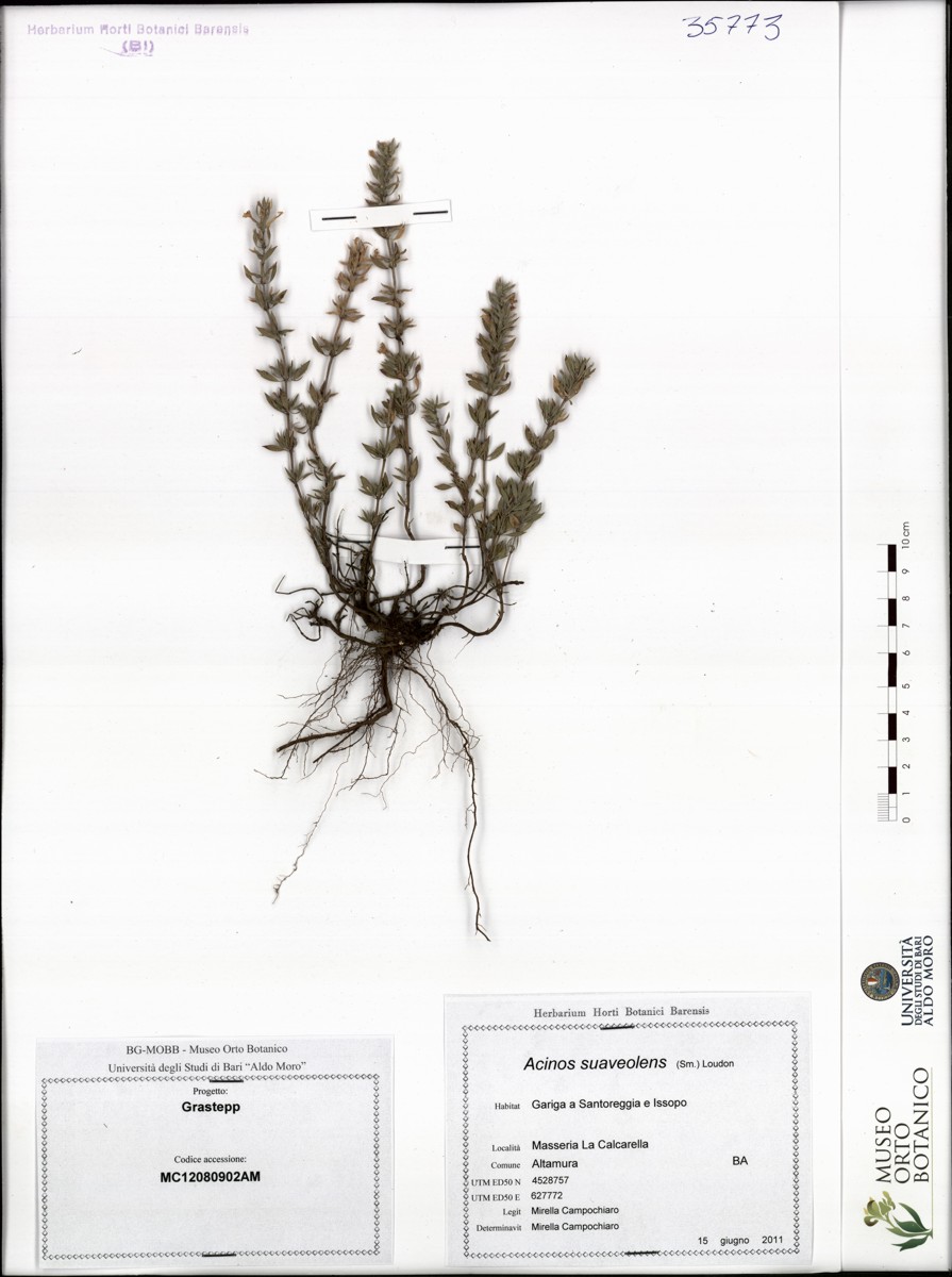 Acinos suaveolens (Sm.) Loudon - campione (15/06/2011)