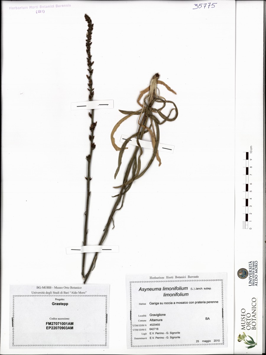 Asyneuma limonifolium (L.) Janch. subsp. limonifolium - campione (25/05/2010)