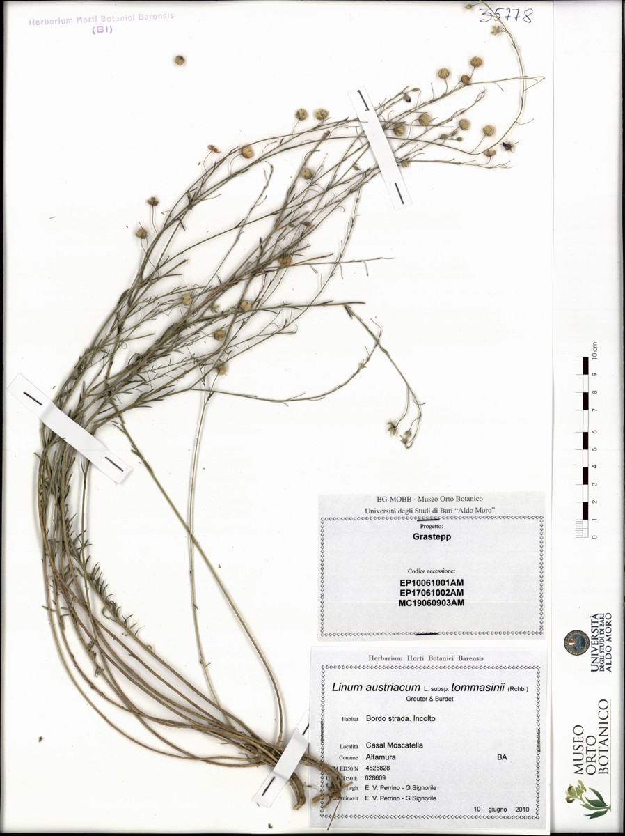Linum austriacum L. subsp. tommasinii (Rchb.) Greuter & Burd - campione (10/06/2010)