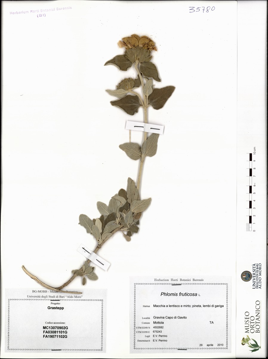 Phlomis fruticosa L - campione (29/04/2010)