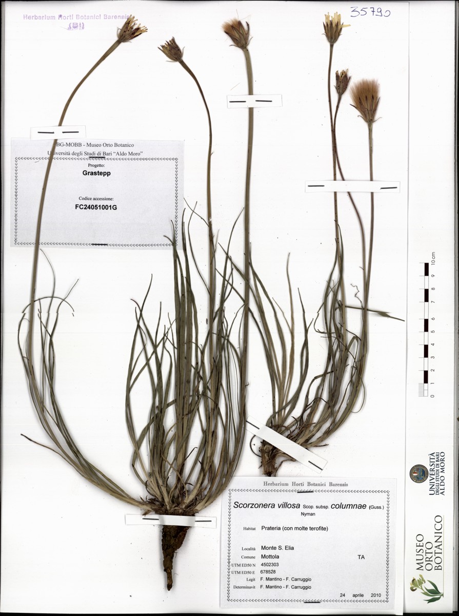 Scorzonera villosa Scop. subsp. columnae (Guss.) Nyman - campione (24/04/2010)