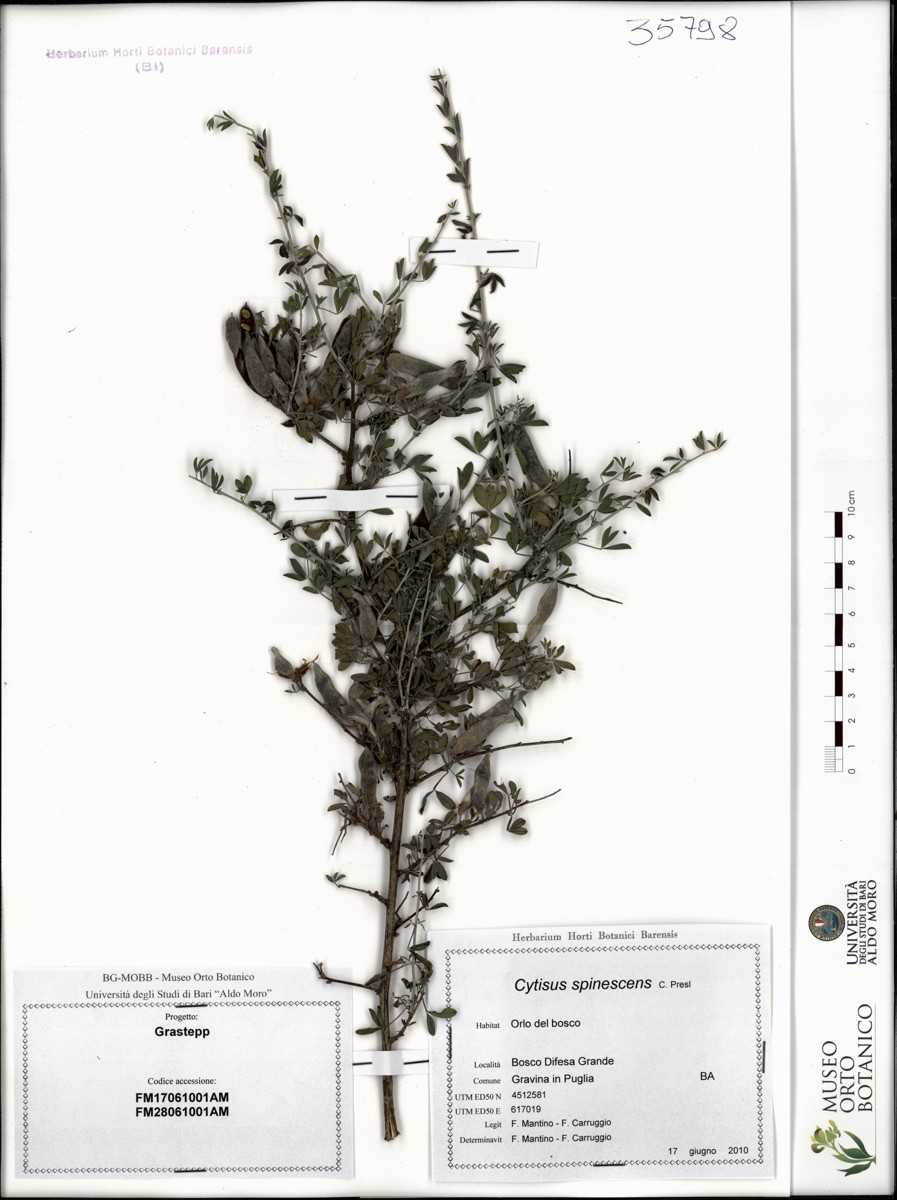 Cytisus spinescens C. Presl - campione (17/06/2010)