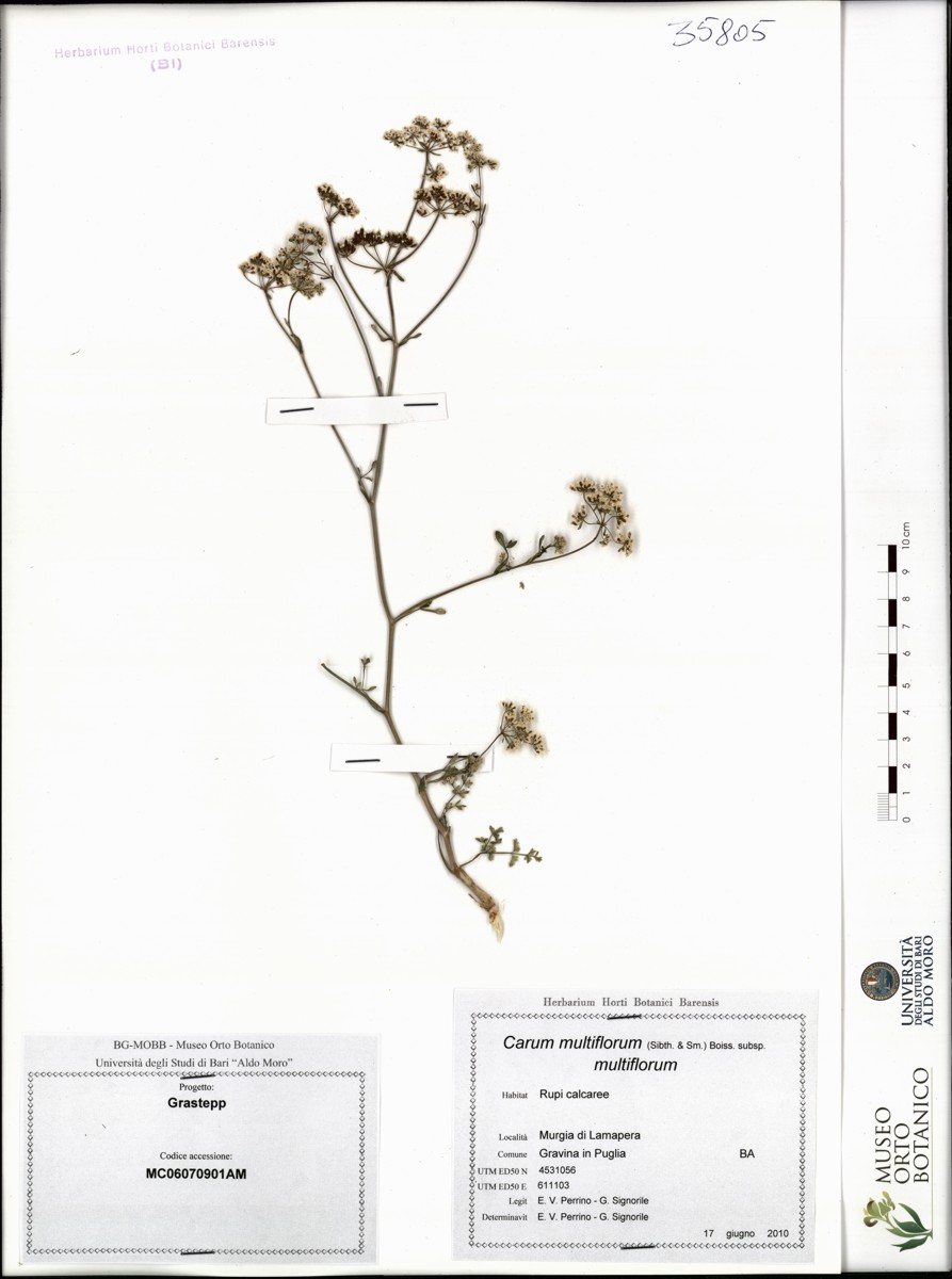 Aegilops uniaristata Vis - campione (09/06/2011)