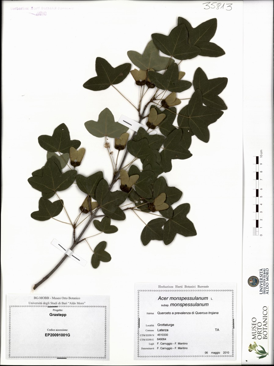 Acer monspessulanum L. subsp. monspessulanum - campione (06/05/2010)