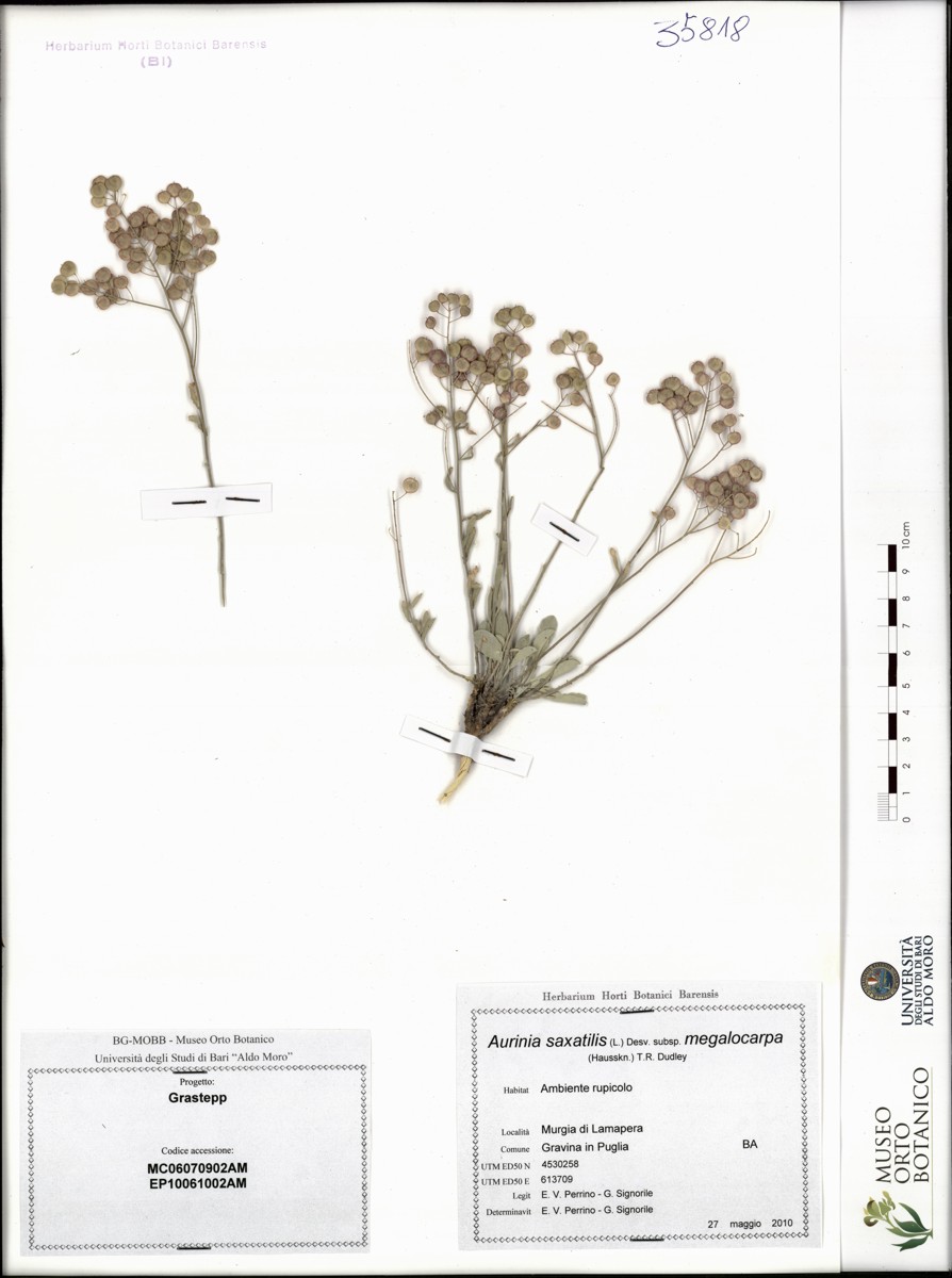 Aurinia saxatilis (L.) Desv. subsp. megalocarpa (Hausskn.) T.R. Dudley - campione (27/05/2010)