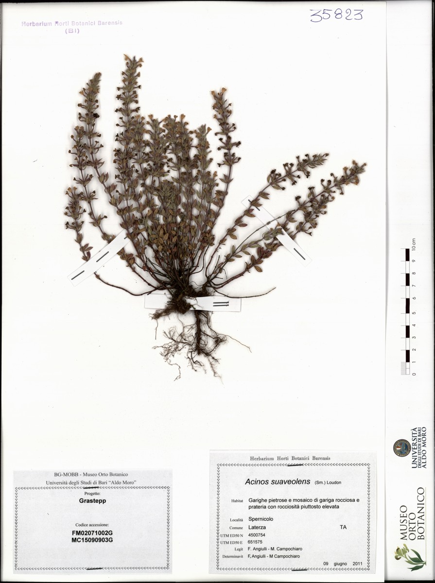 Acinos suaveolens (Sm.) Loudon - campione (09/06/2011)