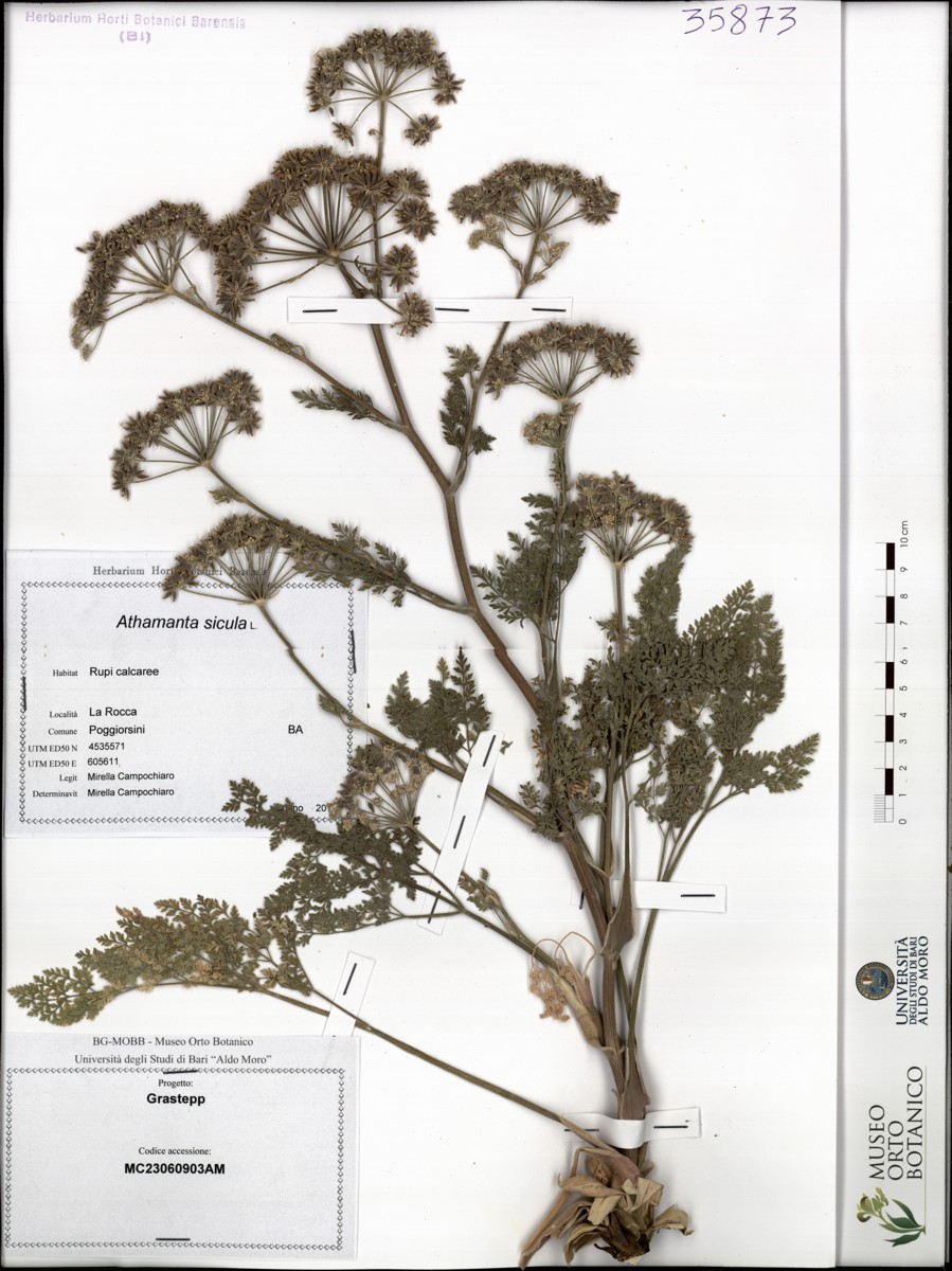 Athamanta sicula L - campione (18/06/2011)