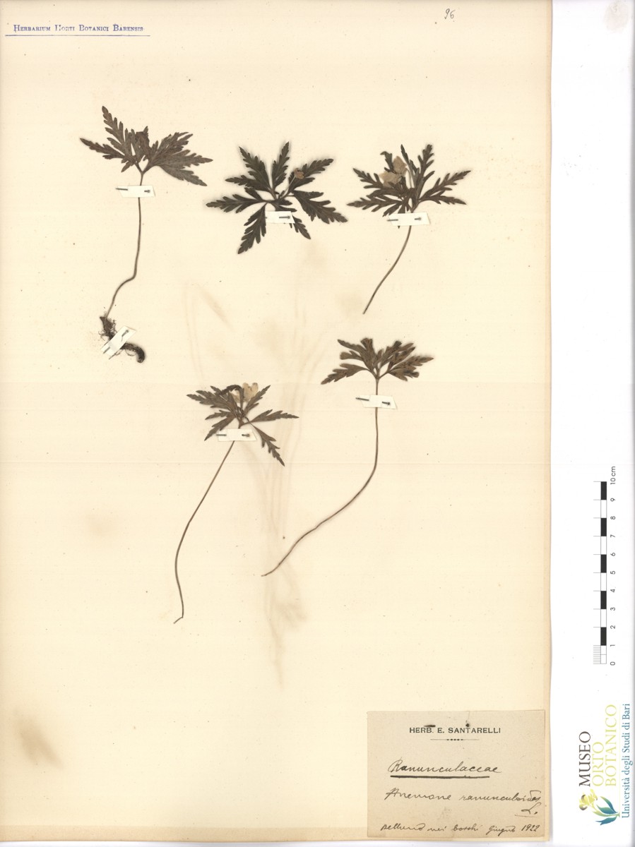 Anemone ranunculoides L - campione (06/1922)